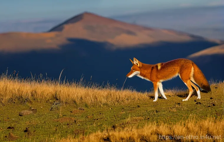 에티오피아 초원 생태계 탐구 - **Prompt:** A majestic Ethiopian wolf, with its striking russet coat and slender build, stands vigil...